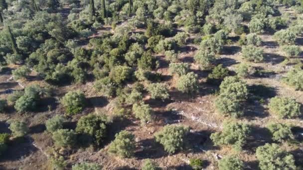 Letecký Pohled Zemědělskou Půdu Ostrově Lefkada Řecku Pěstuje Olivovník Mnoha — Stock video