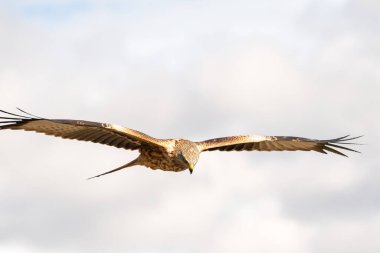 Gökyüzünde uçan güzel kırmızı uçurtma Leon, İspanya 'da avını arıyor.