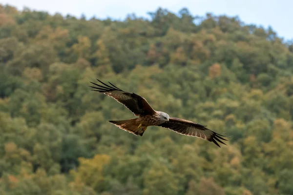 stock image Beautiful Red Kite flying over the sky looking down with the forest out of focus behind in Leon, Spain