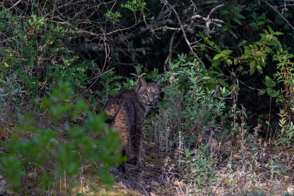 Mooie Vrouwelijke Lynx Kijkt Terug Omringd Door Een Magisch Landschap — Stockfoto