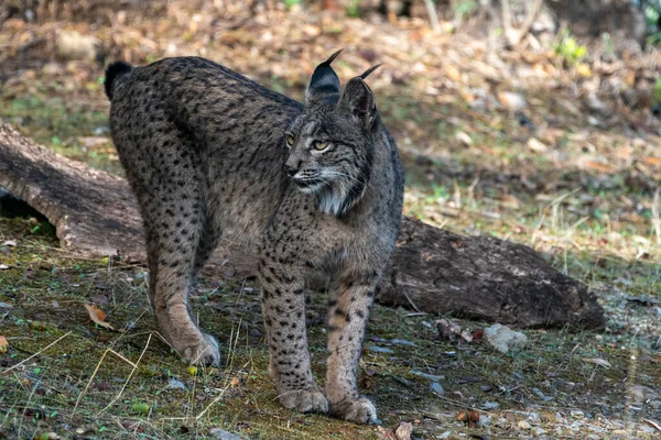 Beautiful Full Body Portrait Female Lynx Looking Sideways Forest Andalusia — Stock Photo, Image