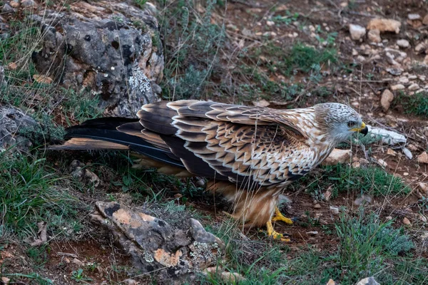 Beautiful Side Portrait Red Kite Perched Ground Looking Meat Leon — Stock Photo, Image