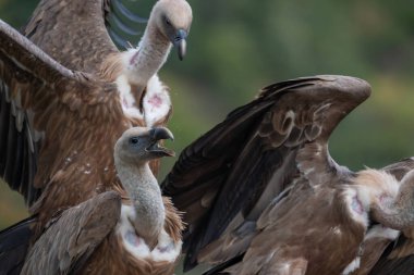 Avrasyalı bir griffon akbabasının güzel portresi İspanya 'daki Leon dağlarında onu izlerken bir başkasıyla yemek yiyor.
