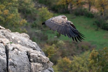 Avrasyalı bir griffon akbabasının güzel portresi İspanya 'daki Leon dağlarında tuhaf bir pozla uçmaya başlıyor.