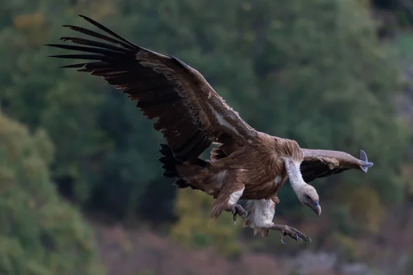 İspanya 'da Leon dağlarında uçan Avrasyalı bir griffon akbabasının güzel portresi.