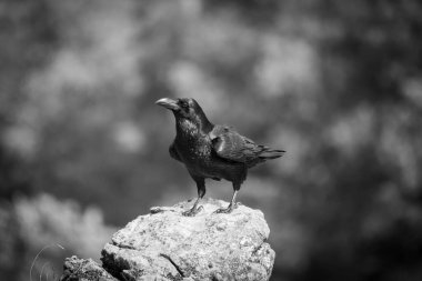 İspanya, Avrupa 'daki Leon dağlarında parlak tüyleri olan bir kayanın kenarına bakan bir kuzgunun güzel siyah beyaz portresi.