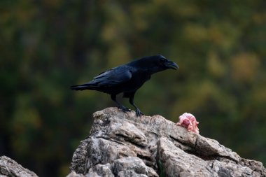 Güzel karga, İspanya, Avrupa 'daki aslan dağlarındaki bir kayanın üzerine tünemiş etiyle ilgilenir.