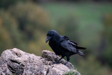 Bir kayanın üzerine tünemiş bir kuzgunun güzel portresi İspanya, Avrupa 'daki Leon dağlarına bakıyor.