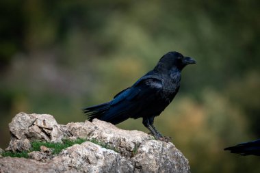 İspanya, Avrupa 'daki Leon dağlarında arka planda odakları olmayan bir kaya üzerindeki bir kuzgunun güzel yan portresi.