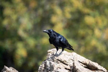 İspanya, Avrupa 'daki Leon dağlarında parlak tüyleri olan bir kayanın kenarına bakan bir kuzgunun güzel yan portresi.