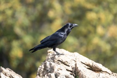 Bir kuzgunun güzel yan portresi İspanya, Avrupa 'da bir kayanın tepesine tünemiş.