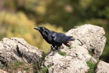 İspanya, Avrupa 'daki aslan dağlarında çimenler ve kayalar üzerinde bir kuzgunun güzel yan portresi.