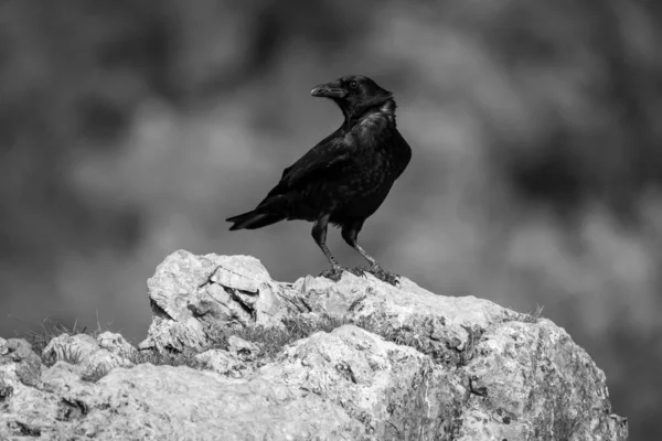 Potret Burung Gagak Yang Indah Atas Batu Dengan Latar Belakang — Stok Foto