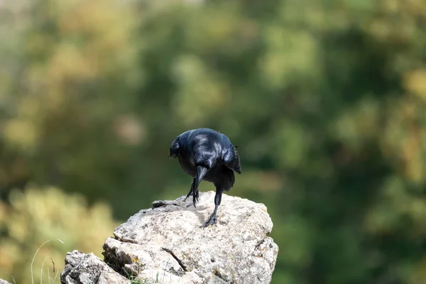 Schönes Porträt Einer Krähe Auf Einem Bein Auf Einem Stein — Stockfoto