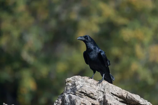 stock image Beautiful side portrait of a raven on a rock with the background out of focus in the mountains of Leon in Spain, Europe