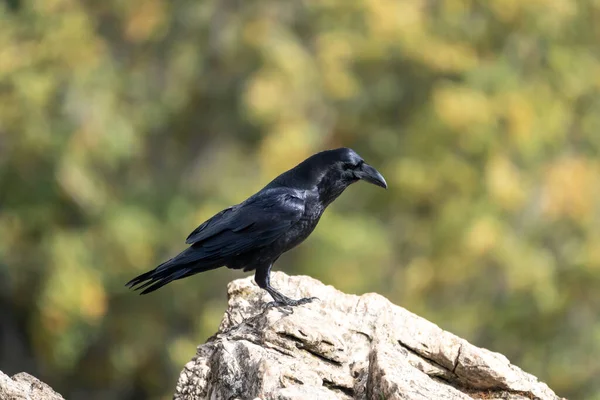 stock image Beautiful side portrait of a raven perched on a rock in the mountains of leon in Spain, Europe