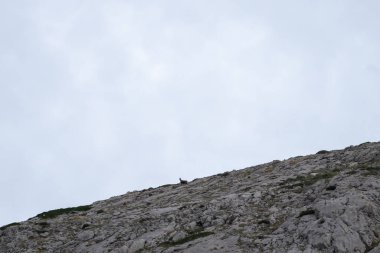 İspanya 'da, anciles Vadisi' nde taşların üzerinde yürüyen güveci olan kayalık bir dağın güzel manzarası.