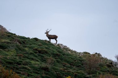 Güzel bir dağ manzarası ve onun bitki örtüsü profilinde bir erkek geyik ve güzel boynuzları Anciles vadisinde, Leon, İspanya