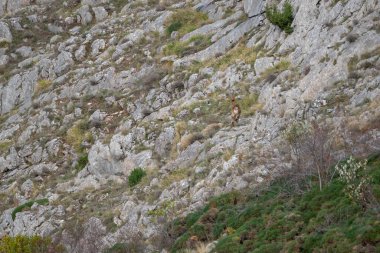 Kayalık bir dağın güzel manzarası ve bir dağ keçisi ile birlikte antik vadisindeki taşların üzerinden atlayan bir bitki örtüsü, Leon, İspanya