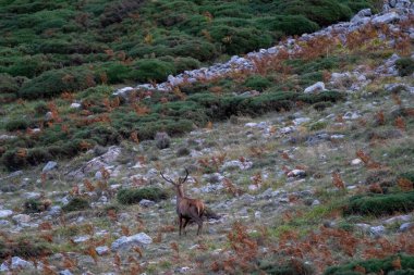 Arkadan güzel erkek geyik, Antik İspanya 'nın Leon Vadisi' ndeki taş ve bitki dolu dağlarda yürür.