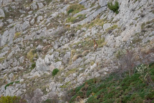 Beautiful Landscape Rocky Mountain Its Vegetation Mountain Goat Jumping Stones — Stock Photo, Image
