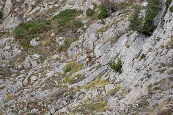 Beau Paysage Chèvre Sautant Entre Les Pierres Une Montagne Dans — Photo