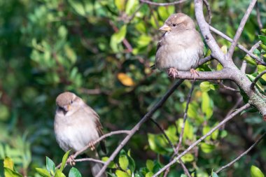 Kalın bir dala tünemiş bir serçenin güzel portresi Cordoba, Endülüs, İspanya yakınlarındaki bir diğerine yan bakıyor.