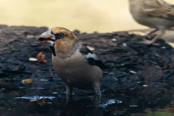 Beautiful Close Side Portrait Hawfinch Eating Cereal Pond Cordoba Andalusia — Stock Photo, Image