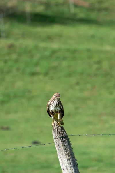 在欧洲莱昂山区的草地上 一只博内利老鹰俯瞰着一个木制柱子 上面有铁丝网篱笆的美丽画像 — 图库照片