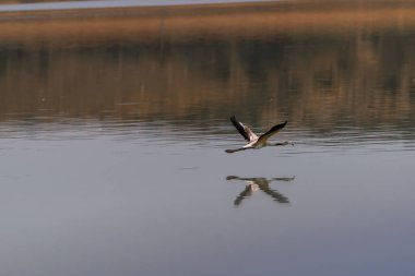 İspanya, Albacete 'de V şeklinde kanatları olan Petrola' nın tuzlu gölüne yansıyan bir flamingonun güzel görüntüsü