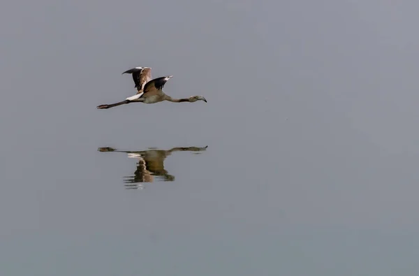 Bela Imagem Flamingo Voando Refletindo Sobre Lagoa Salgada Petrola Albacete — Fotografia de Stock