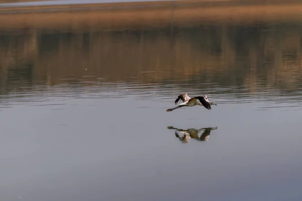 Prachtig Beeld Van Een Flamingo Die Vliegt Reflecteert Zoute Lagune — Stockfoto