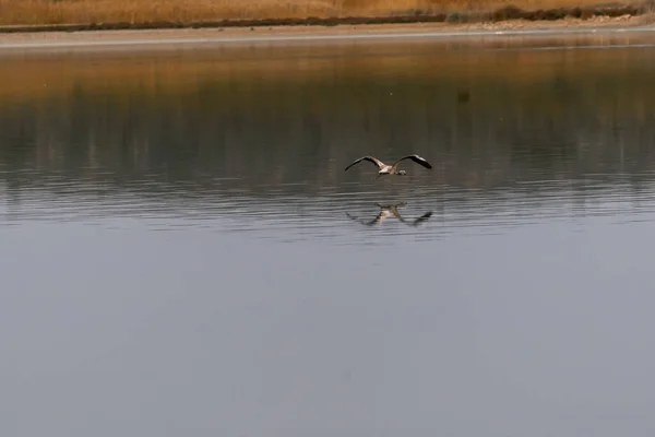 Prachtig Beeld Van Een Flamingo Die Wegvliegt Een Reflectie Creëert — Stockfoto