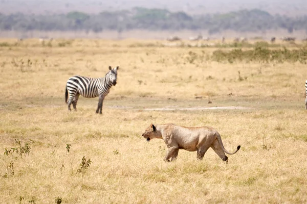 Belle Lionne Marchant Dans Savane Africaine Avec Zèbre Regardant Arrière — Photo