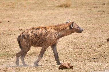 Amboseli Ulusal Parkı, Kenya, Afrika 'da kurak savanda yürüyen bir sırtlan örneğinin güzel portresi.