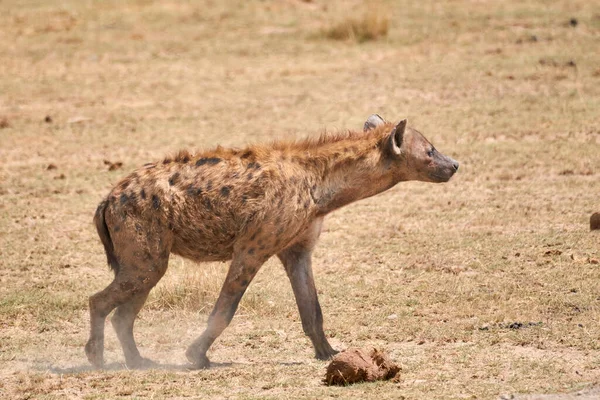 在肯尼亚安博塞利国家公园 一只鬣狗在干旱的草原上散步时的美丽肖像 — 图库照片