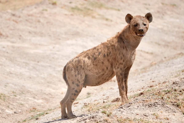 Sırtlan 'ın güzel bir örneği, Amboseli, Kenya, Afrika ulusal parkında, ağzının suyu akarken savanın geri kalanını dünyanın bir tepesinden gözlemler.