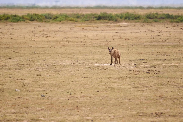 在肯尼亚安博塞利国家公园 美丽的鬣狗在寻找猎物的过程中流口水穿过草原 — 图库照片