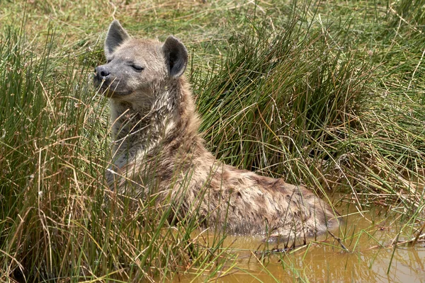 在肯尼亚安博塞利国家公园 一只鬣狗的美丽肖像正在池塘里洗澡 池塘两边都是植被 — 图库照片