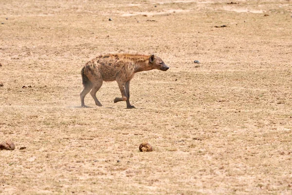 Amboseli Ulusal Parkı, Kenya, Afrika 'da kurak bozkırlarda yürüyen güzel bir sırtlan örneği.