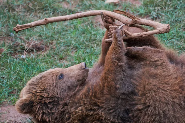 Cabarceno, Cantabria, İspanya 'nın doğal parkında çimlerin üzerinde duran bir dalla oynayan kahverengi ayı yavrusunun güzel yakın çekimi