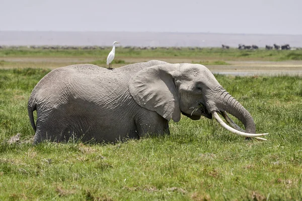 Beautiful portrait of an elephant in an african marsh inside the amboseli national park in kenya with a cattle egret on top of its back