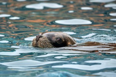 Cantabria, İspanya ve Avrupa 'daki Cabarceno Ulusal Parkı' nda banyosunun tadını çıkaran açık gözlü bir deniz aslanının güzel portresi.