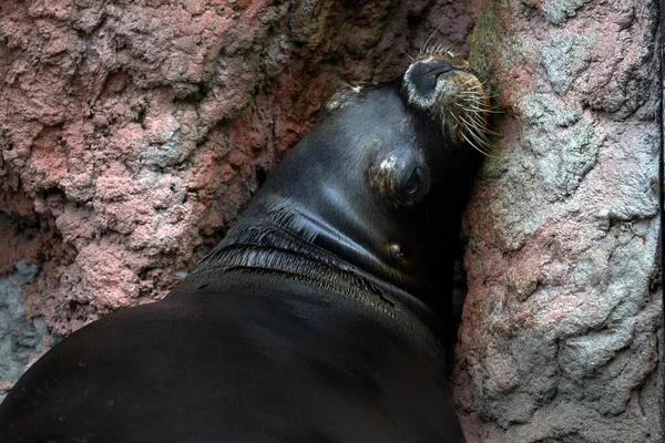 Cantabria, İspanya ve Avrupa 'daki Cabarceno Ulusal Parkı' nda kayalık bir duvarda dinlenen bir deniz aslanının güzel yakın portresi.