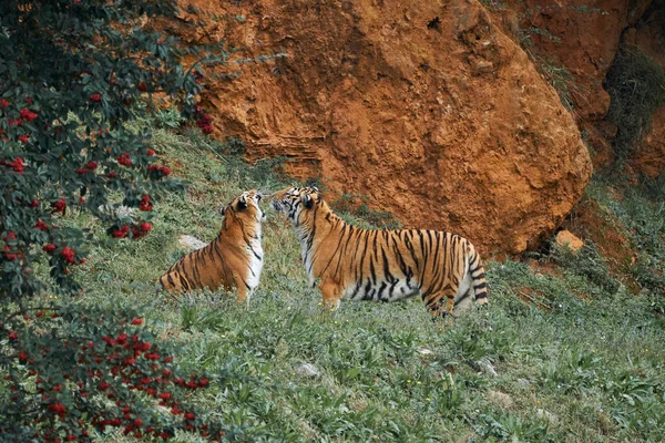 Güzel bir çift bengal kaplanı oyunu başlatmak için birbirlerine meydan okuyor. Cabarceno doğal parkında, Cantabria 'da, İspanya' da, Avrupa 'da