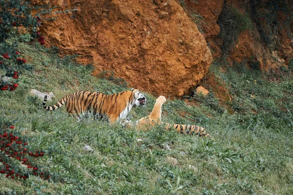 Beautiful couple of bengal tigers playing, one lying on the grass raising its paw and the other showing its teeth in the natural park of cabarceno, in cantabria, spain, europe