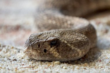 Beautiful close-up portrait of the head of a rattlesnake on small stones in the natural park of cabarceno, in cantabria, spain, europe clipart
