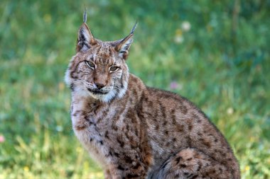 Cabarceno 'da, Cantabria' da, İspanya 'da, Avrupa' da kameraya bakan bir Boreal vaşağının güzel yakın portresi.