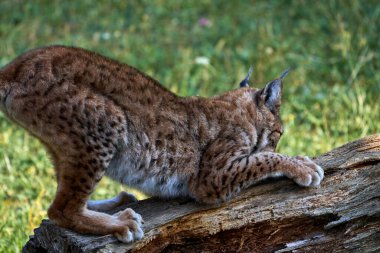 Cabarceno, Cantabria, İspanya, Avrupa 'da pençelerini keskinleştiren bir Boreal vaşağının güzel yakın kenar portresi