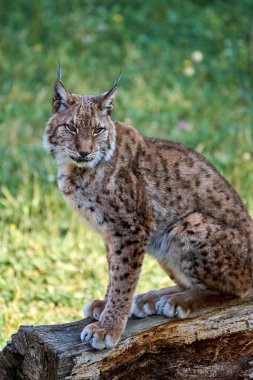 Cabarceno, Cantabria, İspanya, Avrupa 'da bir ağaç gövdesinde oturan Boreal vaşağının güzel portresi.
